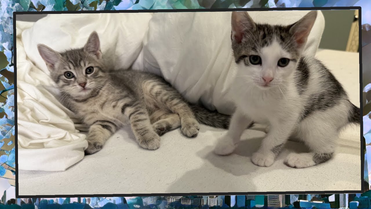 Foster Kitten Livestream (S14, E60) - Mar 9, 2025 - YouTube