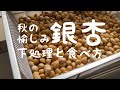 銀杏（ぎんなん）拾いと下処理、食べ方について（11月の恒例行事）