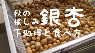 銀杏（ぎんなん）拾いと下処理、食べ方について（11月の恒例行事）