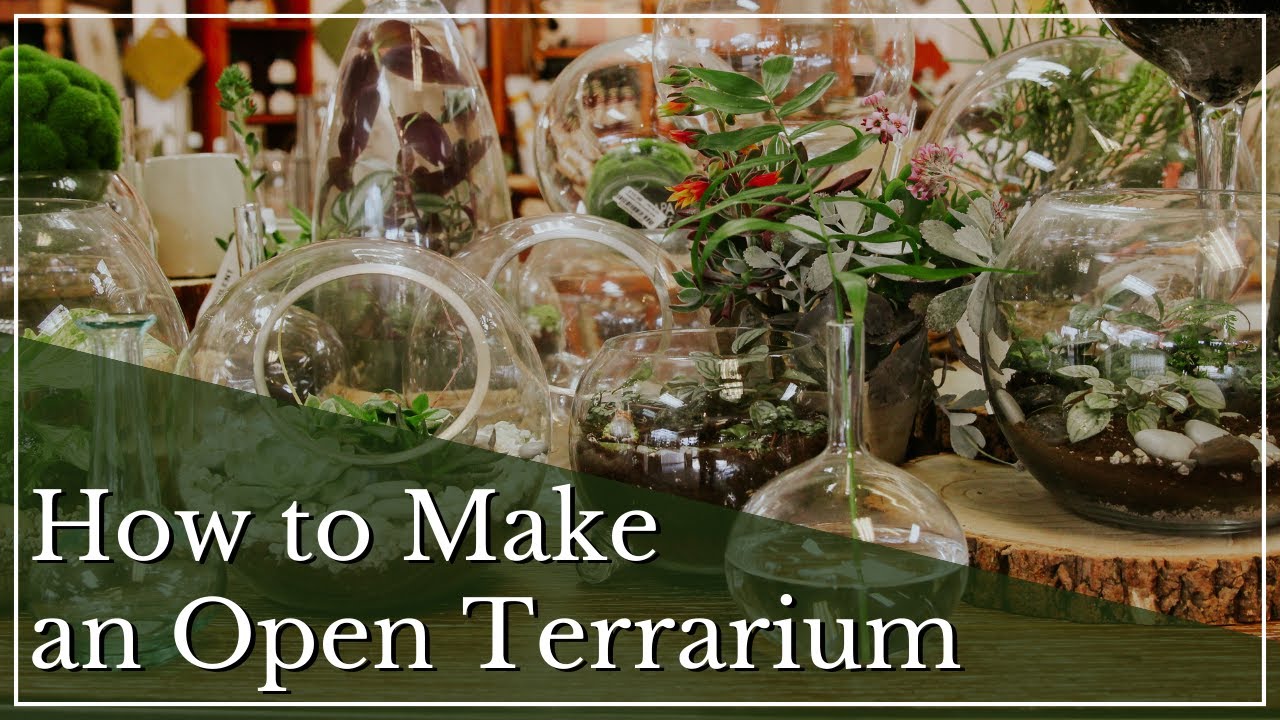 7 Most Popular Types of Terrarium Plants - Terrarium Creations