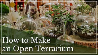 How to Make a Terrarium | Terrarium Care | Open Terrariums | Plants for Terrariums