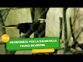 Un esfuerzo por la salud de la fauna silvestre - TvAgro por Juan Gonzalo Angel Restrepo