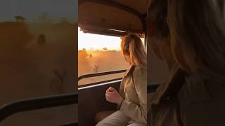 Will She React In Time When The Antelope Jumps Straight Into Her?