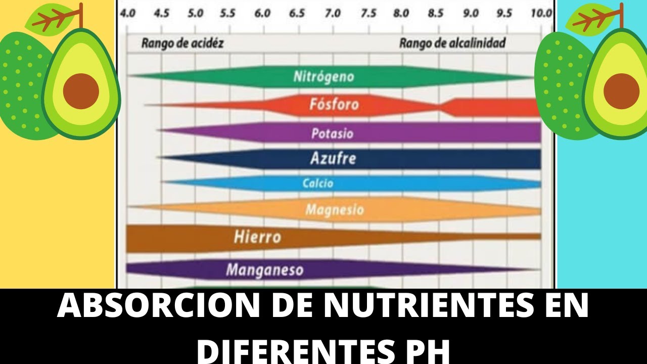 c-mo-afecta-el-ph-del-suelo-la-biodisponibilidad-de-nutrientes-youtube