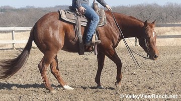 MK Cat Rey***For info, price, etc., go to our website***ValleyViewRanch.net