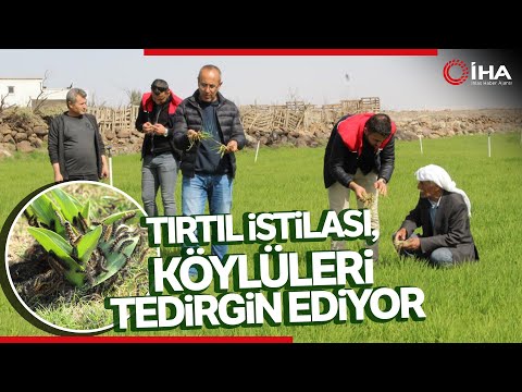 Tırtılı İstilası Bölge