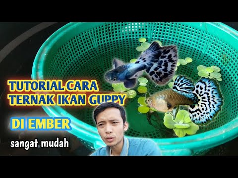 Video: Cara Budidaya Ikan Guppy