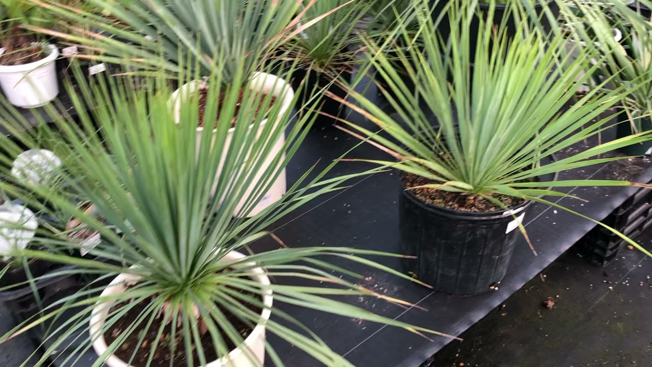 93 ユッカ ロストラータ 発根済 yucca rostrata その他観葉植物