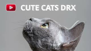 Cute Cats DRX about Devon Rex cats and kittens breed by Cute Cats Devon Rex 144 views 1 year ago 10 seconds