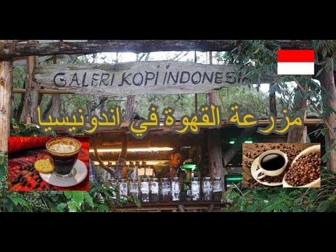 مزارع القهوة في اندونيسيا