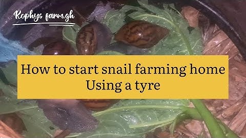 How to start snail farming home using the car tyre .#snailfarming
