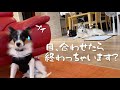 修行に来たパピヨンの子犬に犬社会を教えたいシベリアンハスキー、挨拶を辞退される。