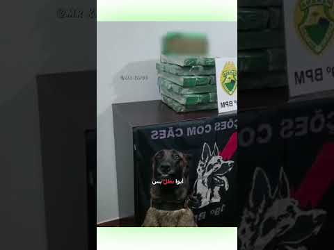 العصافير تزقزق دبلجة مضحكة اكسبلور السعودية دوبلاج   