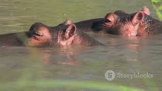 Exploring the World of Hippos: Discover the Fascinating Curiosities of this Amazing Species