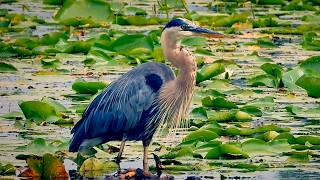 Great Blue Heron Hunting Fish