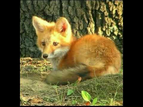 Самые милые существа - YouTube