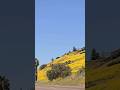 Blooming California #shorts #trending #travel #asmr #beautiful #flowers #nature