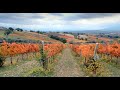 Umbria foliage le vigne the vineyards in autumn  4k