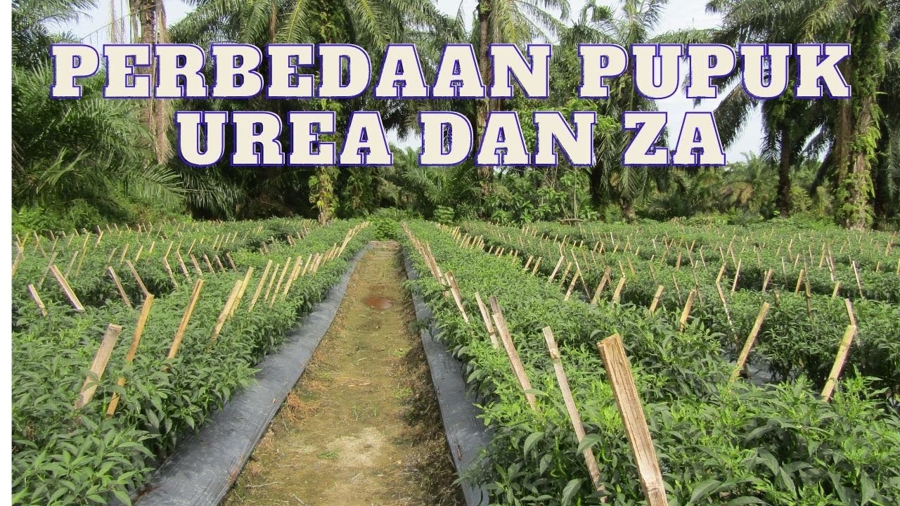 PERBEDAAN PUPUK UREA DAN ZA