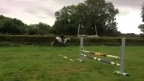 Connemara pony mare