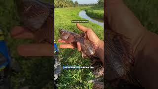 unique facts about the catfish #fyp #uniquefacts #fish #catfish #trending