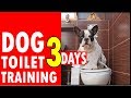 How to Toilet Train Your Puppy in 3 Days? super awesome dogs How to Toilet Train Your Puppy in 3 Days? super awesome dogs