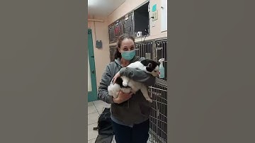 skill 9- removing a cat from an upper cage