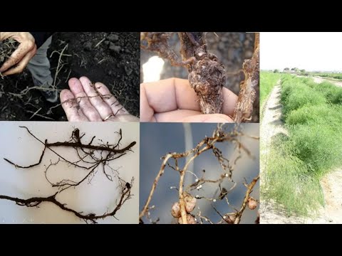 Video: Citrus Phytophthora Management: Kontrolle der Feeder-Wurzelfäule von Zitrusbäumen