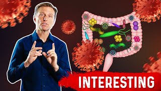 Gut Bacteria And Viruses