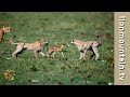 Cheetah mother teaching her cubs to hunt   classic wildlife