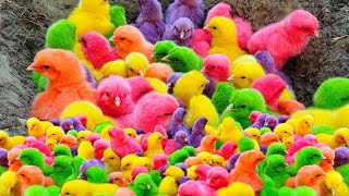 Chickens, Colorful Chickens, Cute Chickens, Colorful Feathers, Rabbits Cute Animals 🐤🐤