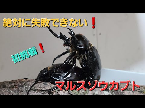 【マルスゾウカブトムシ】 マルス標本 雌雄セット　昆虫セット　オスメスペア マルスゾウカブトムシ】 マルス標本 雌雄セット 昆虫セット
