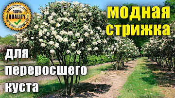 Формировка растений зонтом. Обрезка, формировка растений. Калина Гордовина, мульти-штамб.