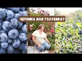 Драться не будем, решим всё научным путём / Черника или голубика? / В чём разница?