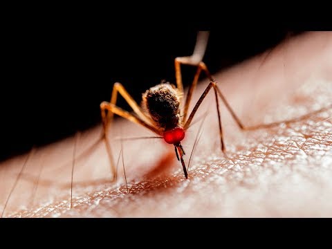 Vidéo: Les moustiques piquent-ils selon le groupe sanguin ?
