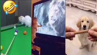 Try Not To Laugh Cats And Dogs Videos 😁 - Best Funniest Animals Video 2024 #pet