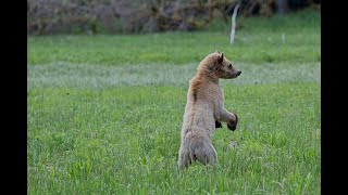 WOLF BEAR 1 - so named by her unusual looks. Here she is smelling us and keeping a lookout. by Vanessa Obran 384 views 4 months ago 31 seconds