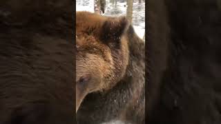 Медведь Том Охраняет Туристов От Волков