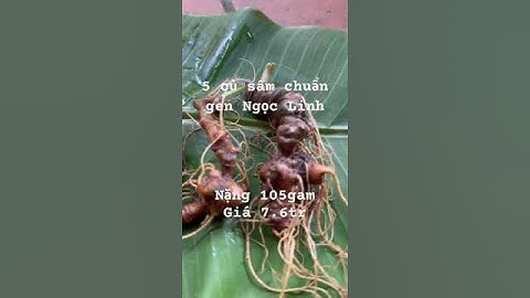 Sâm ngọc linh cho khách sành.Xuống núi 105gr 5 củ sâm chuẩn gen núi ngọc linh 2 củ rừng, 3 củ trồng.