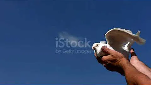 Quel est le symbole de la colombe ?