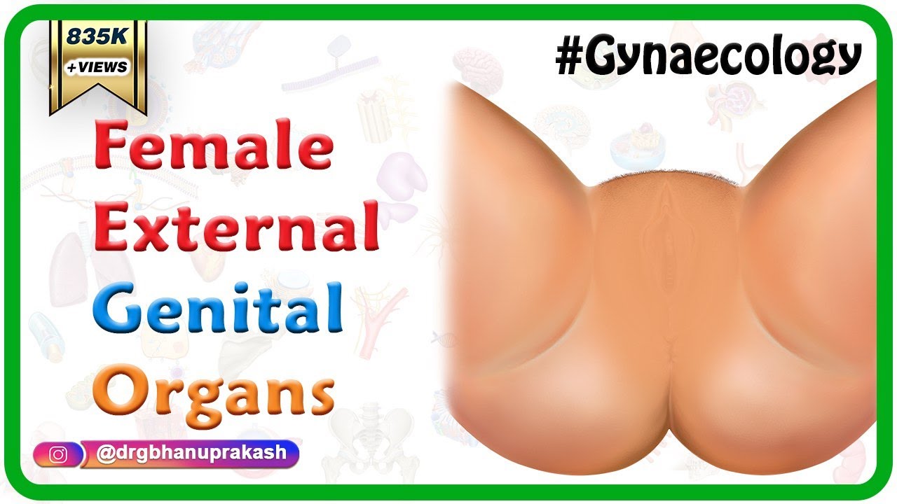 Female External Genital Organs (Hindi) mons pubis, labia majora and minora, clitoris picture