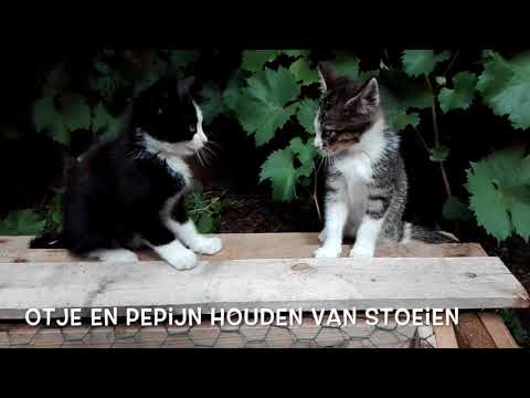Video: Man Wordt Betrapt Op Het Smokkelen Van Kittens In Zijn Broek Naar Singapore