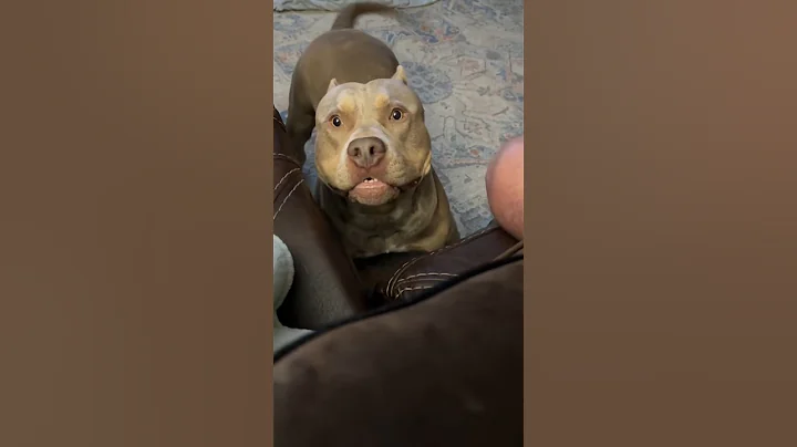 Video 6197271: cat kitten pet dog, cat kitten cute pets, cat kitten pets funny, cats reaction funny pets, kittens cats vs dogs