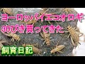 爬虫類【ヨーロッパイエコオロギ】飼育日記 イエコ