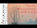 Tips For Photographing Birds In The Fog