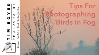Tips For Photographing Birds In The Fog
