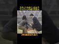 3年B組あばれ金八 スカートめくり #神回 #お笑い #芸人 #お笑い芸人 #コント #懐かしい映像 #ウッチャンナンチャン #内村光良 #南原清隆 #出川哲郎 #やるならやらねば!