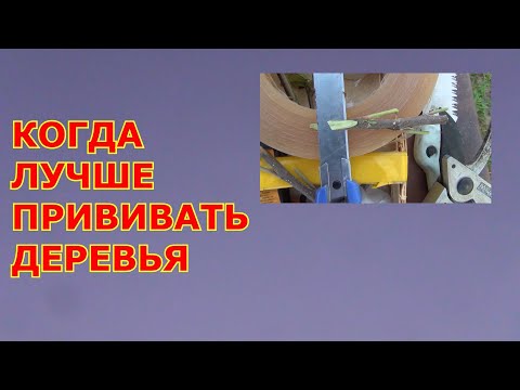 Когда лучше прививать деревья