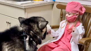 Giant Dog's Sweet Bond With His Girl:  Vet Visits Are A Breeze With Her There! #alaskanmalamute by Tonka the Malamute AKA WaterWolf 793 views 1 month ago 2 minutes, 54 seconds