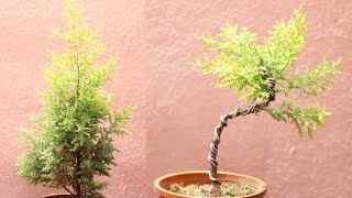 Juniper/Cypress Bonsai Making || How To Start Juniper Cypress Tree Bonsai Making